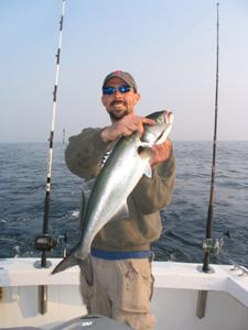 Large Bluefish have now moved into the area and were all over the bank chasing whales